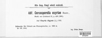 Cercosporella oxyriae image